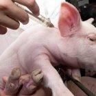 El nuevo virus detectado se puede convertir en pandemia.