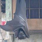 El animal es inofensivo, solo se alimenta de frutas.