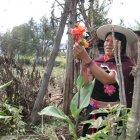 Gloria Chiliquinga sostiene entre sus manos una de las plantas tradicionales que utiliza para limpiar las malas energías del cuerpo.