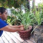 Grenny Pacheco continúa con la  tradición de su progenitora, como es la siembra de la hierba luisa..