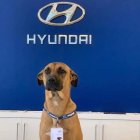 El can pasaba día y noche a la puerta de la entidad, hasta que los trabajadores decidieron adoptarlo.