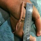  La ‘cola’ del pequeño medía unos 13 centímetros. 