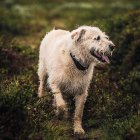  La historia Arthur será producida por la empresa Paramount. 