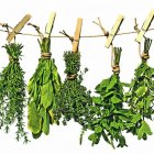  Son de ayuda en problemas digestivos y respiratorios y en el control de los dolores. 