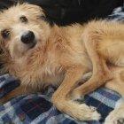  Pincho fue rescatado y dado en adopción a Yvonne West.  