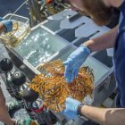 Nuevas especies de corales, octocorales y otras se descubrieron en expedición científica.