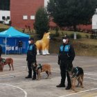 Todos los canes que fueron dados de baja tienen entrenamiento básico.