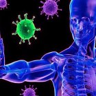 La desaparición de anticuerpos no supone una pérdida de inmunidad frente al coronavirus.