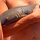 Una escena del tiburón nodriza mordiendo el antebrazo del joven bañista.