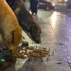 Los animales se entusiasman al ver la comida que lleva la brigada.