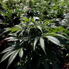 Varios países han aumentado el consumo de marihuana.