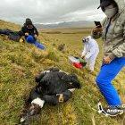 El cóndor fue encontrado muerto en el Parque Nacional Cotopaxi, por el lado de la provincia del Napo.