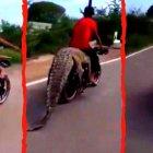Escenas del video viral sobre el cocodrilo.
