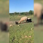 El ave logró proteger a sus bebés.