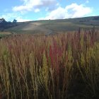 Su cultivo en Chimborazo es desarrollado por 1.200 pequeños productores.