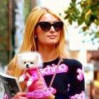 La socialité ama a sus canes con los que siempre viaja.