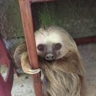 El animalito no presentaba huellas de maltrato. Los uniformados explicaron a sus cuidadores que era ilegal tenerlo.