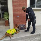 El pastor alemán antonarcóticos fue uno de los héroes de la jornada.