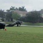 Nadie detuvo al caimán, que se dirigía al lago pese al ciclón que perturbó a Florida.