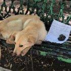 Luego del rescate el can será puesto en adopción.