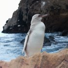 El guía naturalista Jimmy Patiño tomó una foto del pingüino blanco.