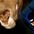 Imagen de la investigación científica que muestra al murciélago "enmascarado". A Batman lo agregamos nosotros.