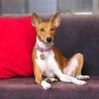 Los basenji estarían relacionados con el Dios egipcio, Anubis.
