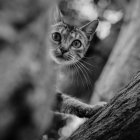 Los gatos acostumbran a trepar a los árboles y luego para rescatarlos hay que llamar a los especialistas.