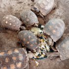 Las tortugas y boas fueron llevadas desde el Coca hacia su hábitat natural.