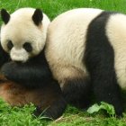 Estos osos son objeto de constante investigación por parte de los científicos. Cada vez dan más sorpresas