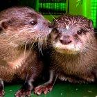 Harris y Pumpkin, una historia de amor que "nació" en internet.