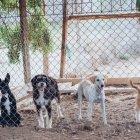 Muchos de los perros son rescatados en condiciones deplorables.