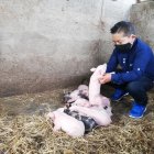 Juan Gabriel ya le puso el ojo a los ocho lechoncitos para venderlos y ayudar a la economía de su familia.