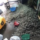 Varios kilos de camarón estaban en el piso del chifa.