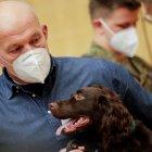 Un Cocker tiene un año y puede detectar el covid-19.