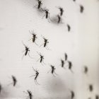 Las paredes de las casas se llenan de mosquitos, afirman los moradores de barrios populares como Flor de Bastión.