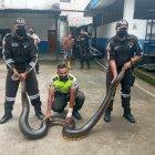 El reptil habría ingresado en una vivienda del cantón.