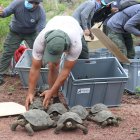 Un total de 191 tortugas juveniles, de entre 7 y 5 años, fueron reintroducidas a la isla Santa Fe.