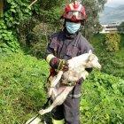 Perrito fue sacado de la quebrada luego de que cayera por accidente.