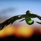 La luz artificial podría ser la causante de la baja en el apareamiento de las luciérnagas.