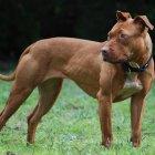 Los perros pitbull son considerados de mucho cuidado por su fiereza.