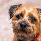 Es un perro que se adapta con facilidad a los hogares con niños.