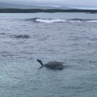 La escena sorprendió a los biólogos debido a que las tortugas gigantes son animales terrestres.