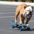 El perrito tendría más equilibrio que tú.