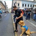 Los animales de asistencia ayudan a personas con discapacidad o alguna enfermedad a llevar una vida, relativamente, normal.
