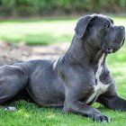 El corso es un animal fiel y un excelente guardián.