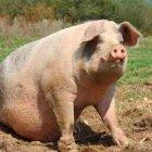 El equipo científico experimentó con cerdos y ratones y asegura que sus intestinos pueden ser un sistema respiratorio alternativo