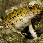 El sapo puertorriqueño está en peligro de extinción.