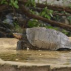 La tortuga es una hembra de la especie Chelonoidis phantasticus, considerada extinta hace más de un siglo.