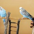 Los expertos recomiendan tenerlos en parejas.